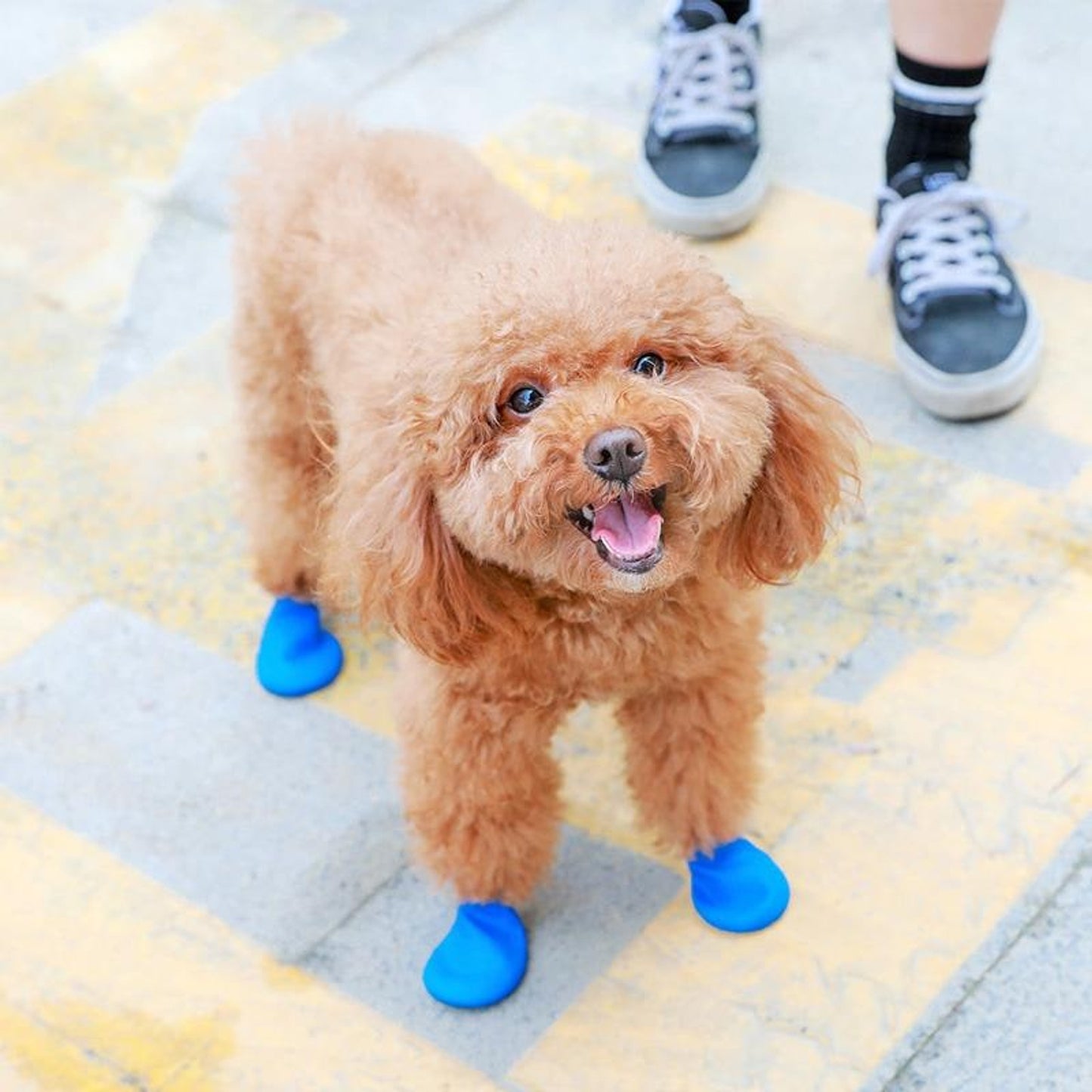 Dog Boots Paw Protectors Silicone Rain Booties Waterproof Protection For Pets - Image 6