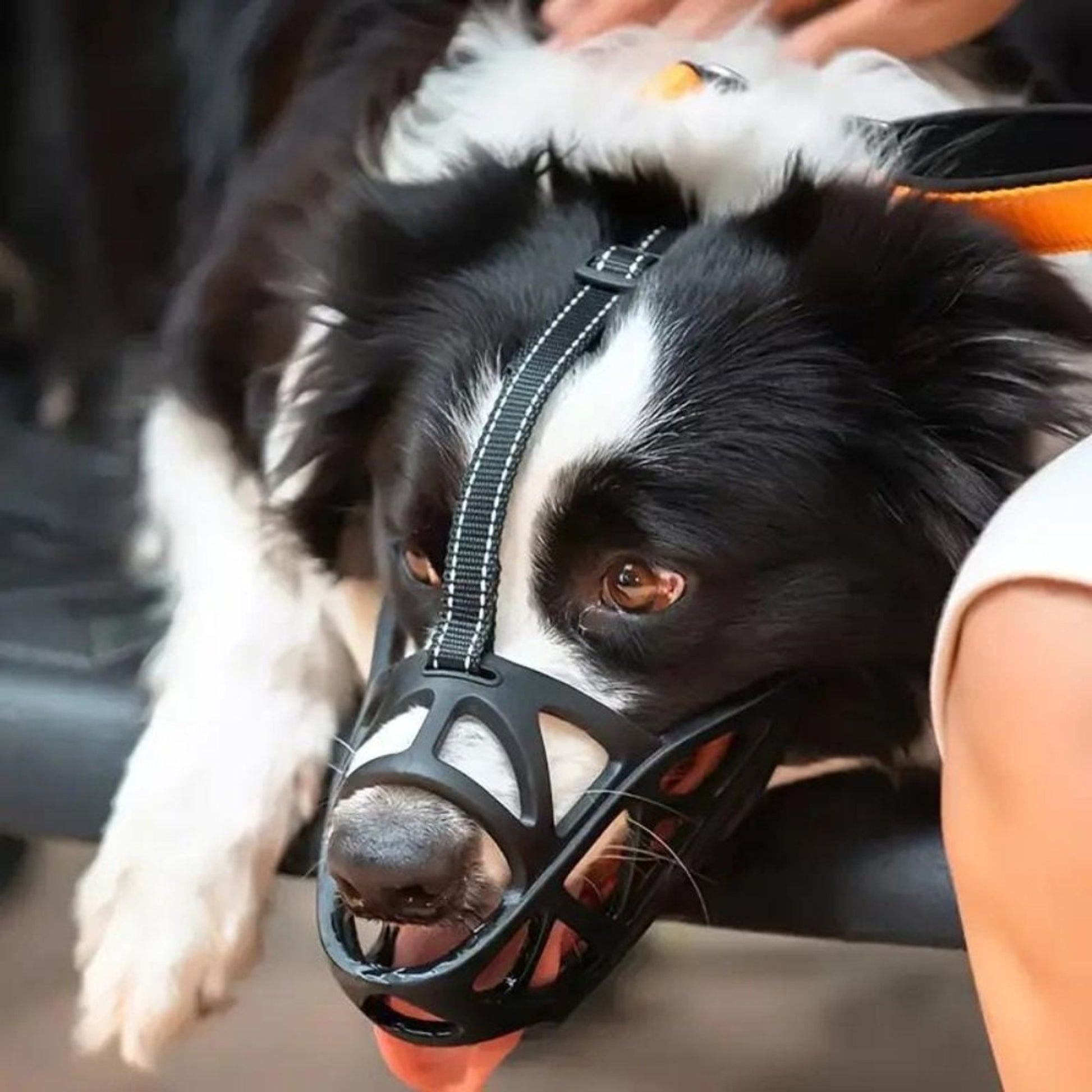 Dog Muzzle For Training Secure Mouth Guard Basket Style With Adjustable Straps Allows Panting And Drinking - Image 1