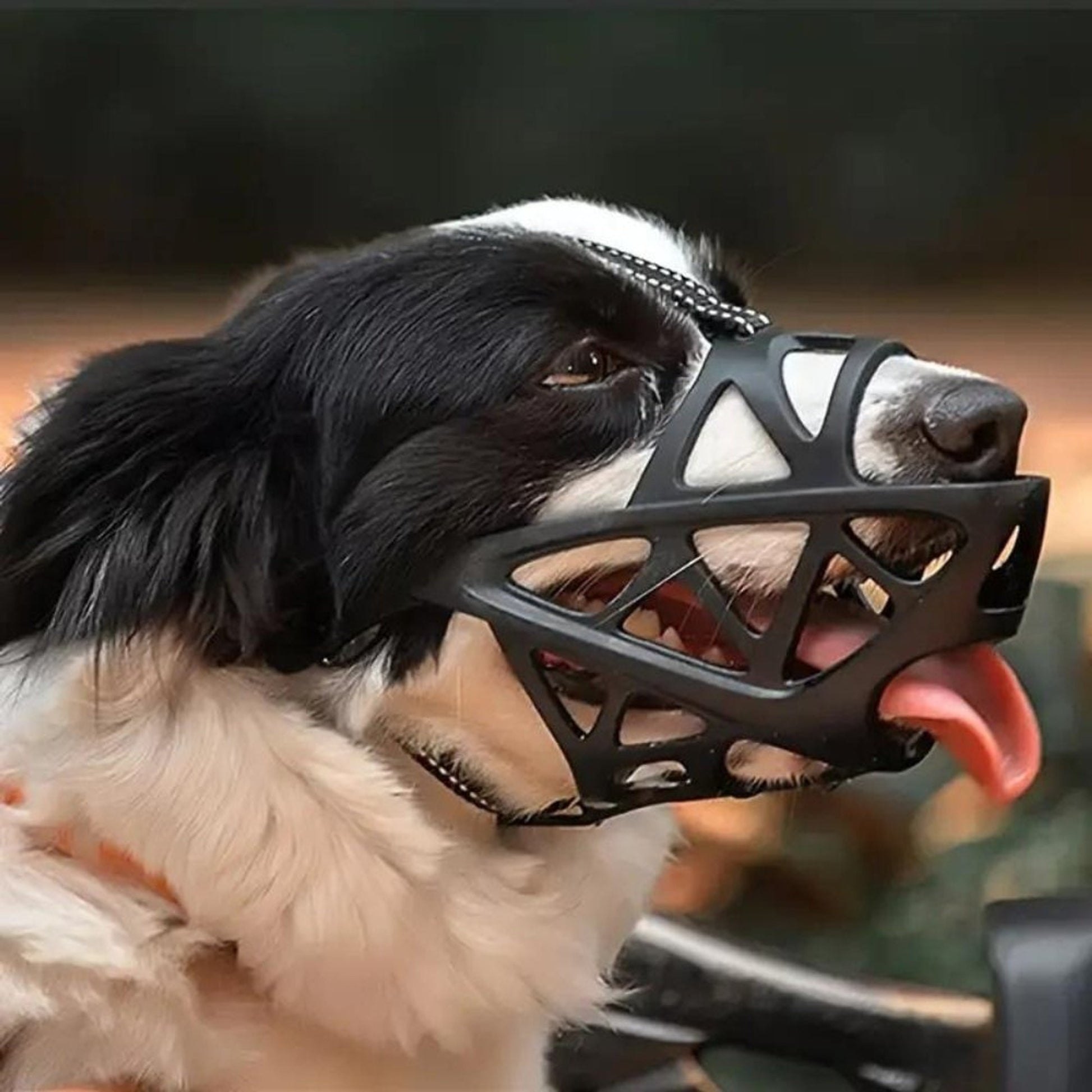Dog Muzzle For Training Secure Mouth Guard Basket Style With Adjustable Straps Allows Panting And Drinking - Image 6