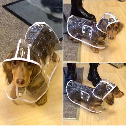 Dog Raincoat Waterproof Jacket Clear Hooded Pet Rain Gear With Colored Trim - Image 10