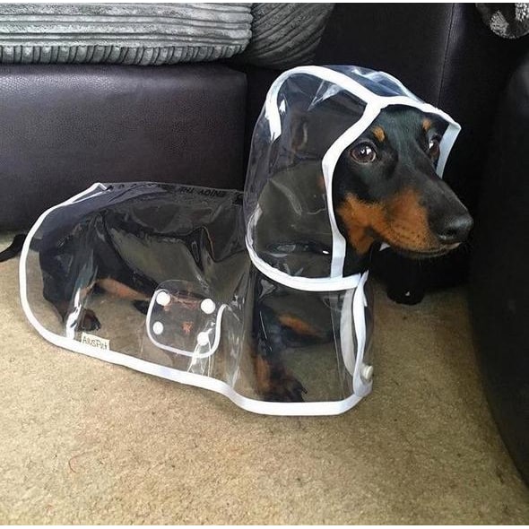 Dog Raincoat Waterproof Jacket Clear Hooded Pet Rain Gear With Colored Trim - Image 8