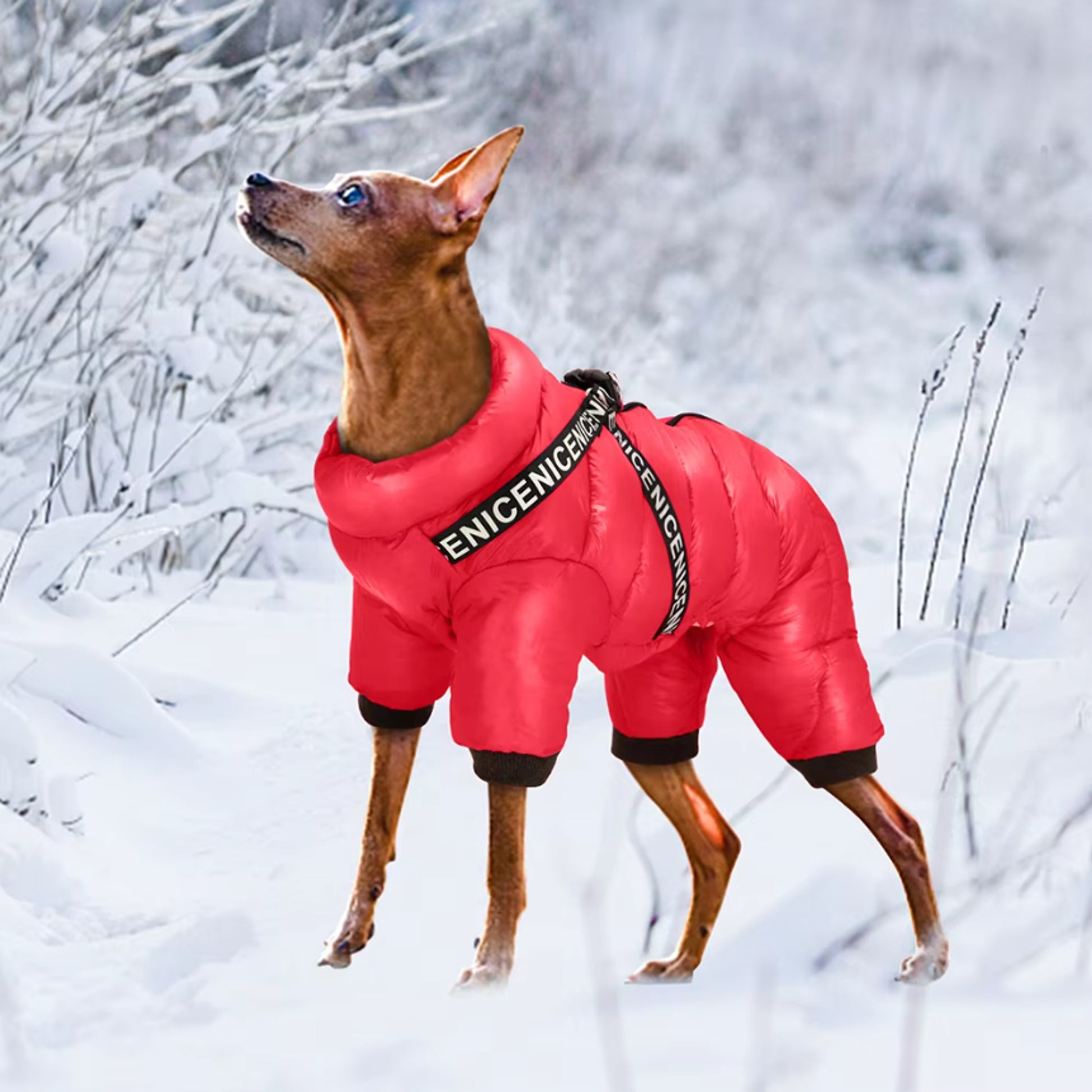 Dog Winter Coat Padded Jumpsuit With Harness D-Ring And Waterproof Fabric - Image 4