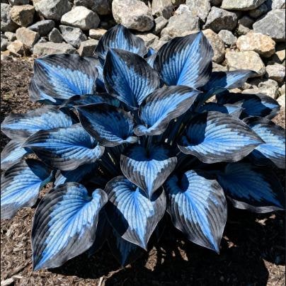 Flower Seeds Plant Hosta Heirloom Perennial Shade - Image 11