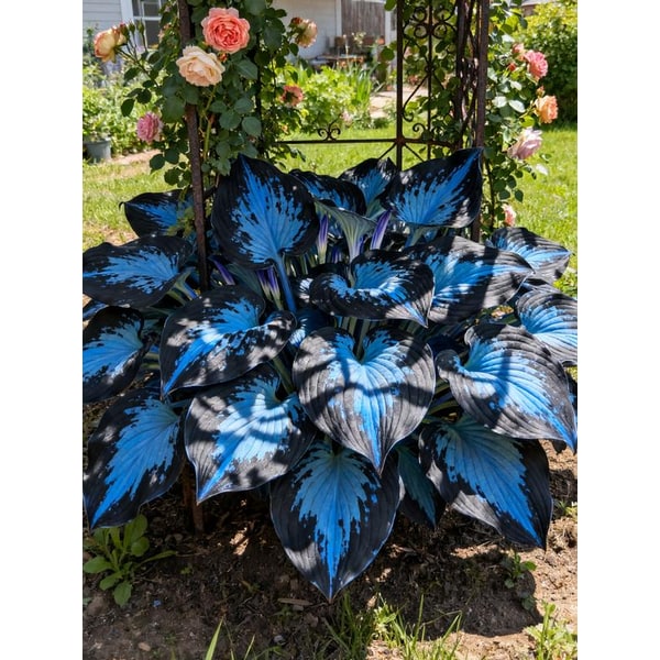 Flower Seeds Plant Hosta Heirloom Perennial Shade - Image 13