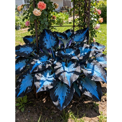 Flower Seeds Plant Hosta Heirloom Perennial Shade - Image 13