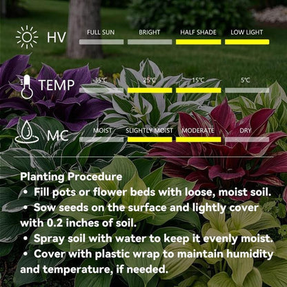 Flower Seeds Plant Hosta Heirloom Perennial Shade - Image 14