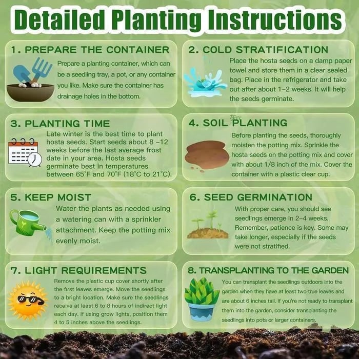 Flower Seeds Plant Hosta Heirloom Perennial Shade - Image 15