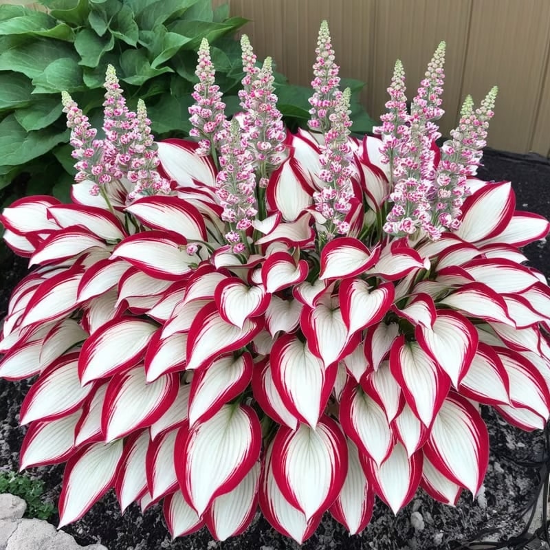 Flower Seeds Plant Hosta Heirloom Perennial Shade - Image 17