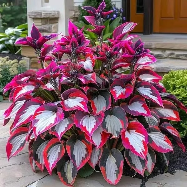 Flower Seeds Plant Hosta Heirloom Perennial Shade - Image 19