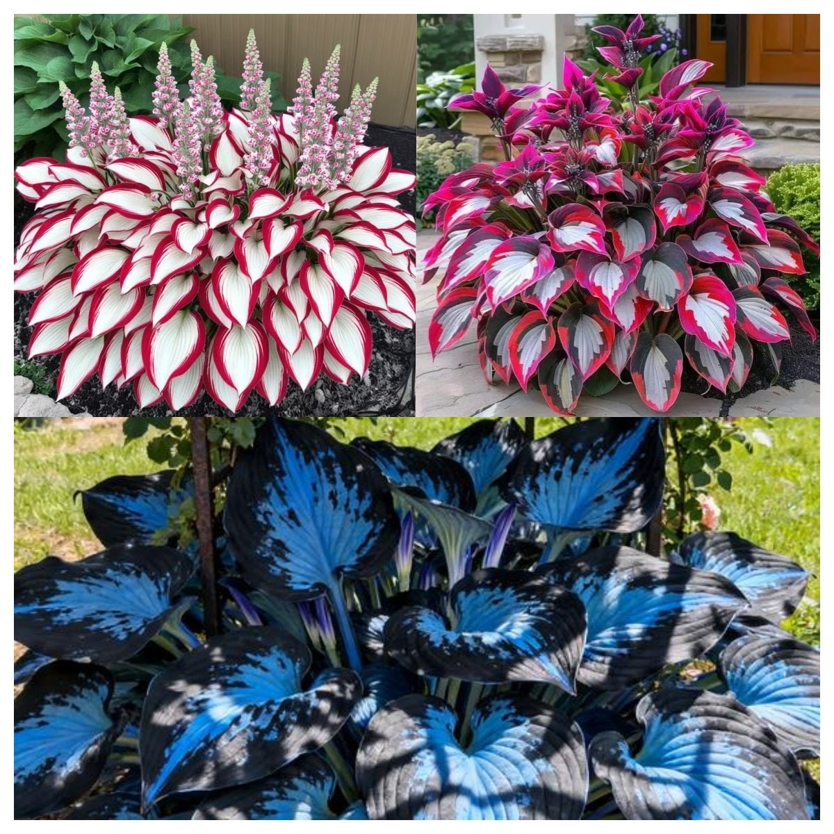 Flower Seeds Plant Hosta Heirloom Perennial Shade - Image 24