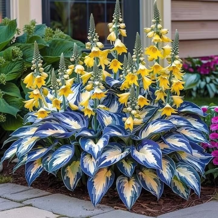 Flower Seeds Plant Hosta Heirloom Perennial Shade - Image 4