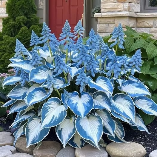 Flower Seeds Plant Hosta Heirloom Perennial Shade - Image 6