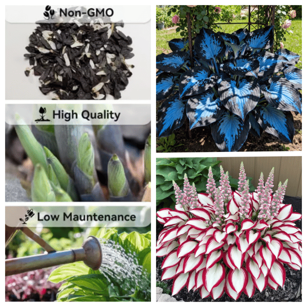 Flower Seeds Plant Hosta Heirloom Perennial Shade - Image 8