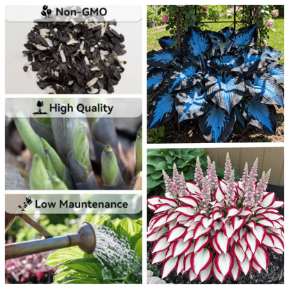 Flower Seeds Plant Hosta Heirloom Perennial Shade - Image 8