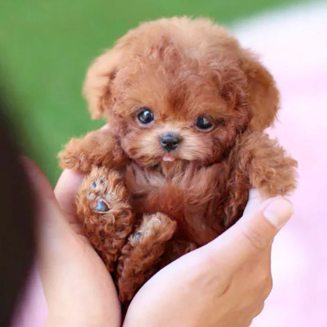 Robot Puppy Toy Interactive Plush Dog Assorted Colors Realistic Robot - Image 3